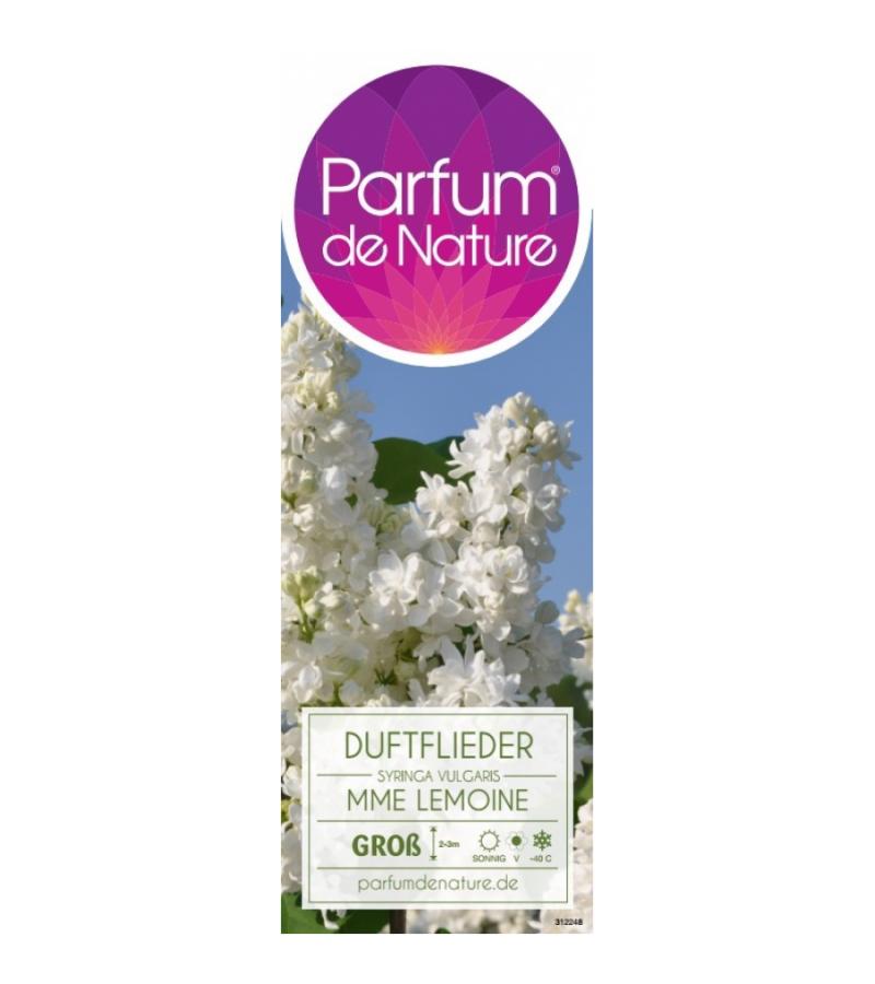 Sering (syringa vulgaris "Mme Lemoine")