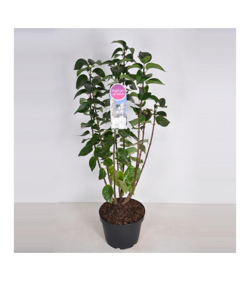 Sering (syringa vulgaris "Mme Lemoine")