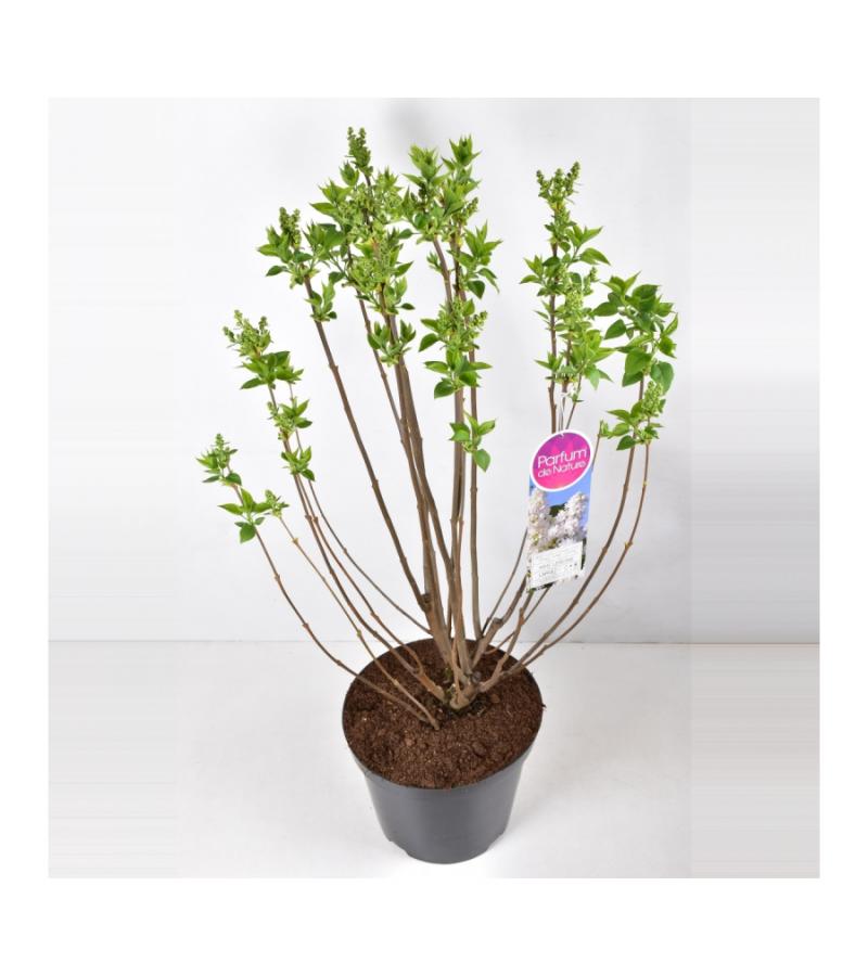 Sering (syringa vulgaris "Mme Lemoine")