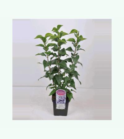 Sering (syringa vulgaris "Nadezhda")