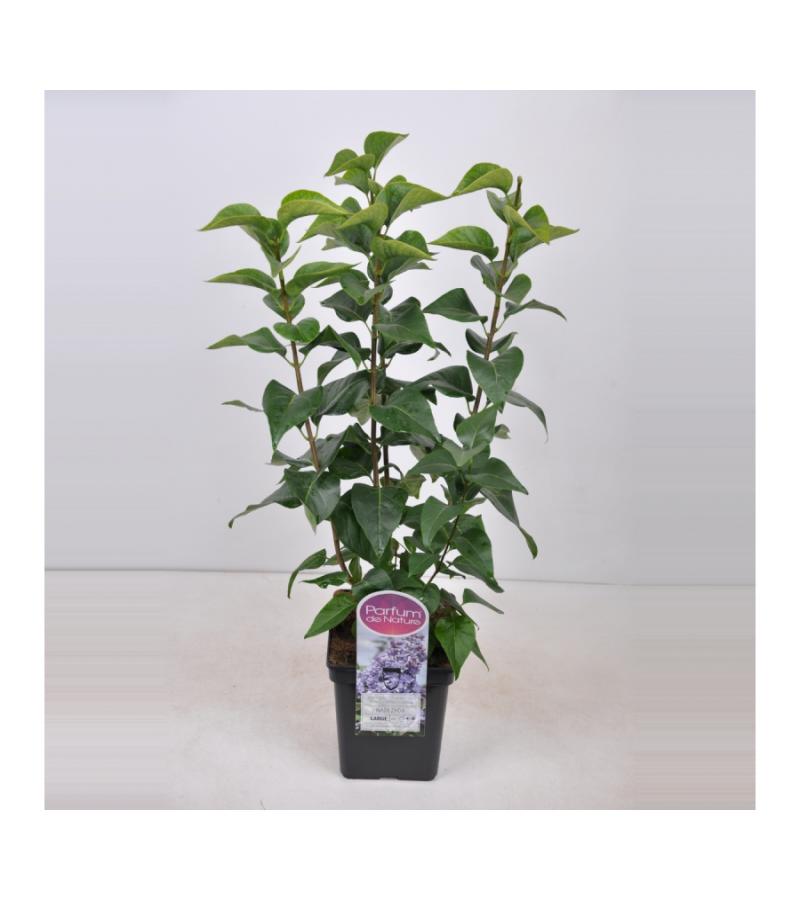 Sering (syringa vulgaris "Nadezhda")