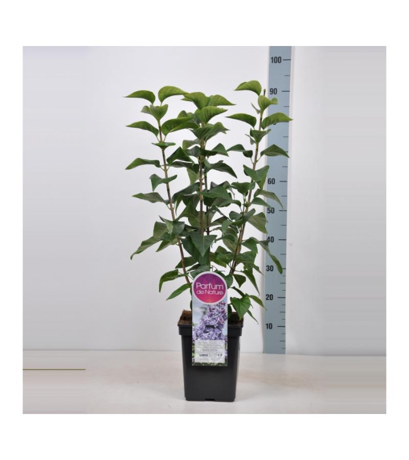 Sering (syringa vulgaris "Nadezhda")