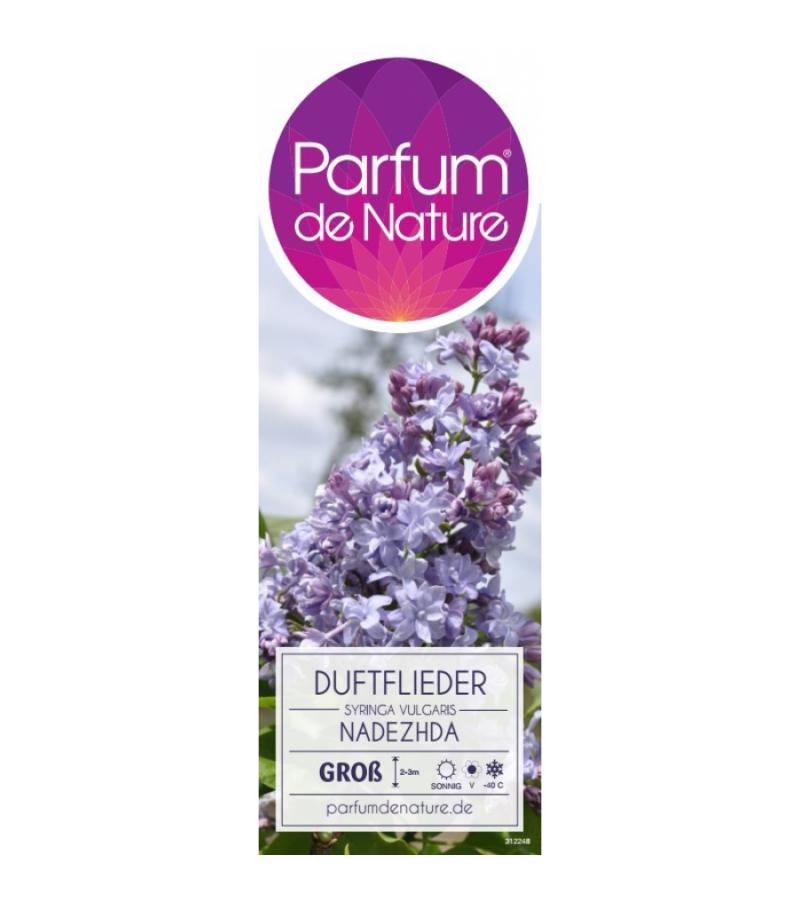 Sering (syringa vulgaris "Nadezhda")