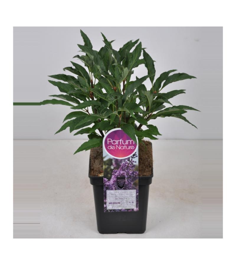 Sering (syringa vulgaris "Nadezhda")