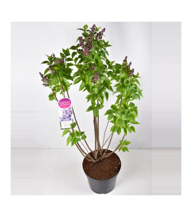 Sering (syringa vulgaris "Nadezhda")