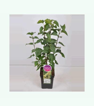 Sering (syringa vulgaris "Primrose")