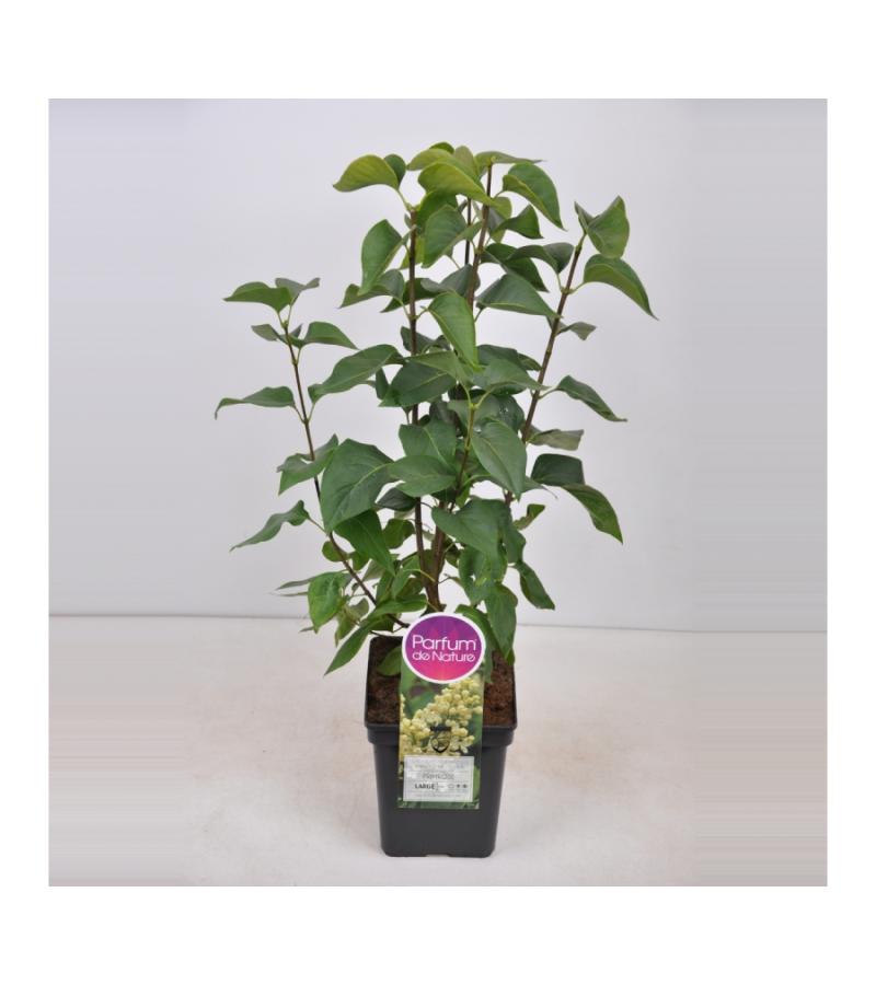 Sering (syringa vulgaris "Primrose")