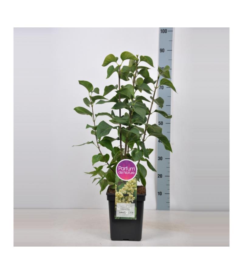 Sering (syringa vulgaris "Primrose")