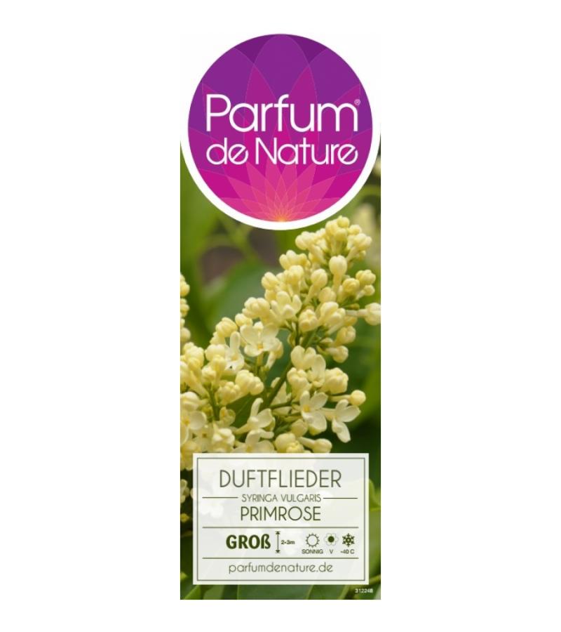 Sering (syringa vulgaris "Primrose")