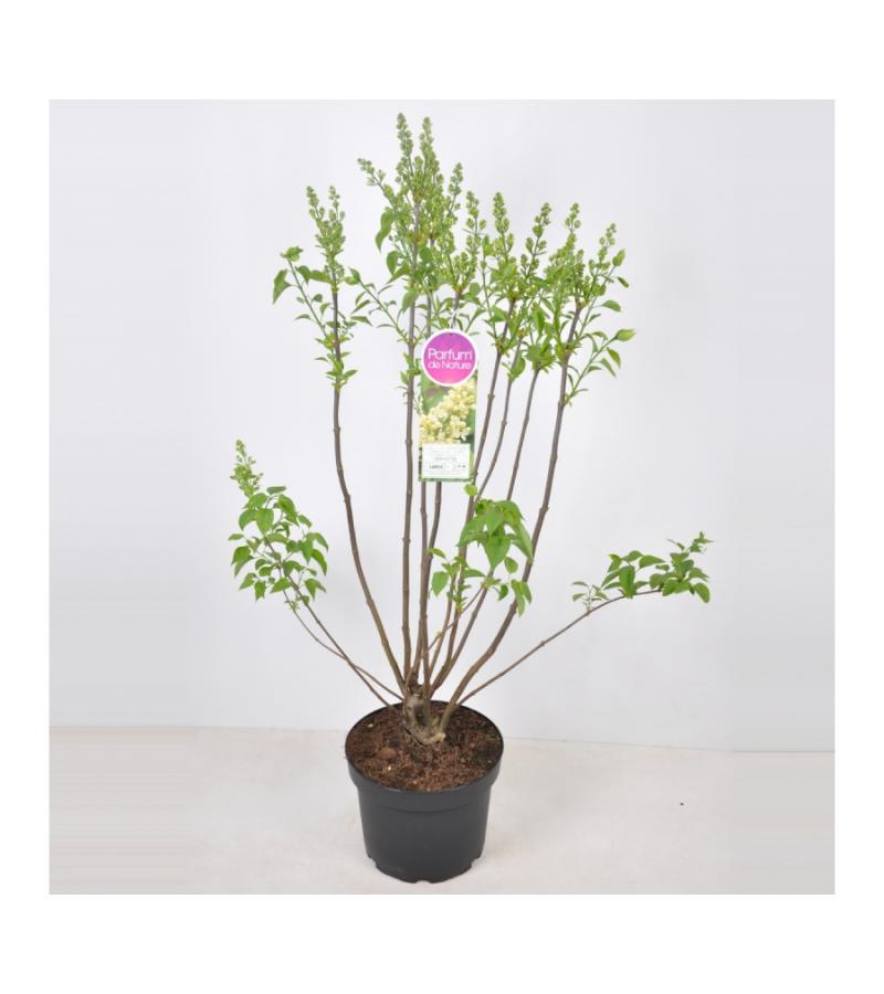 Sering (syringa vulgaris "Primrose")