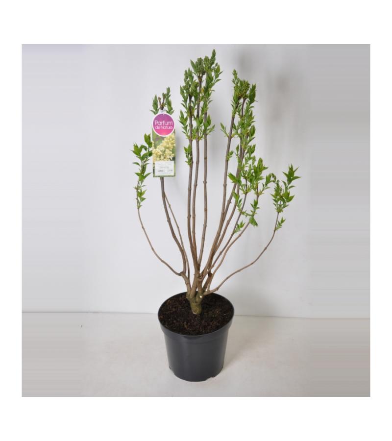 Sering (syringa vulgaris "Primrose")