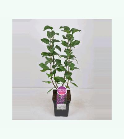 Sering (syringa vulgaris "Ruhm von Horstenstein") 