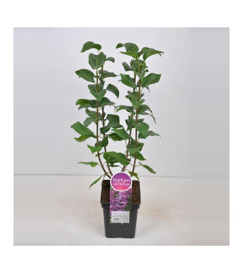 Sering (syringa vulgaris "Ruhm von Horstenstein") 