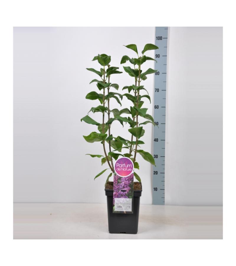 Sering (syringa vulgaris "Ruhm von Horstenstein") 