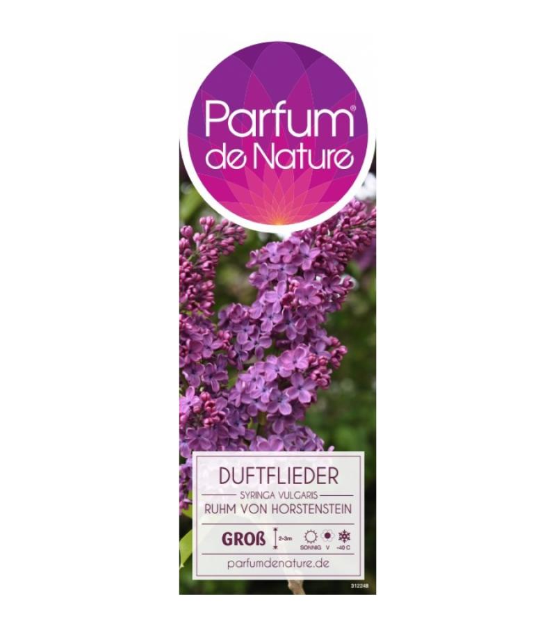 Sering (syringa vulgaris "Ruhm von Horstenstein") 