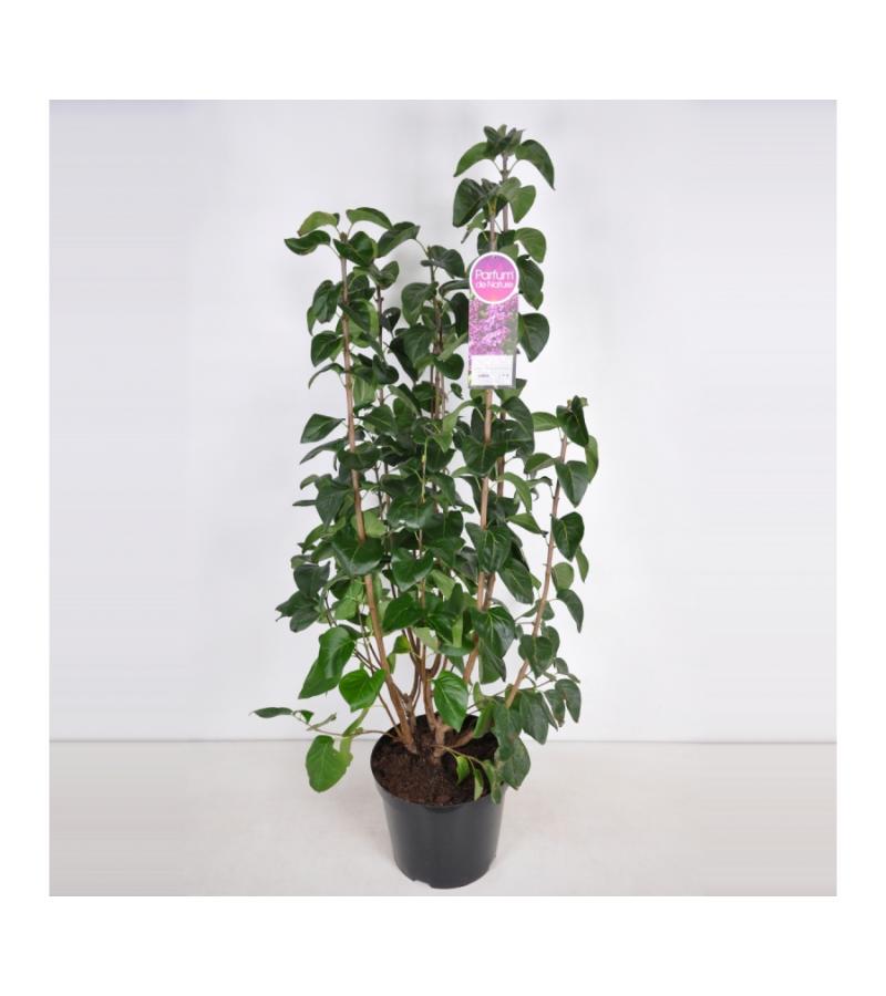 Sering (syringa vulgaris "Ruhm von Horstenstein") 