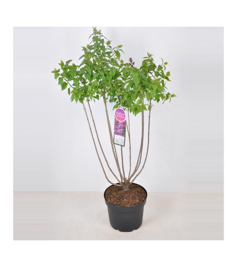 Sering (syringa vulgaris "Ruhm von Horstenstein") 