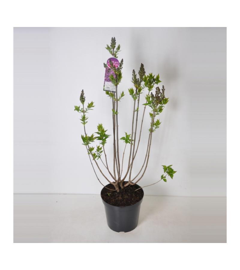 Sering (syringa vulgaris "Ruhm von Horstenstein") 