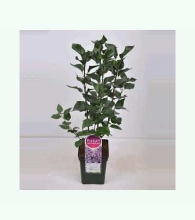 Sering (syringa vulgaris "Sensation")