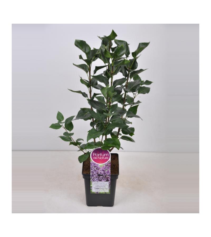 Sering (syringa vulgaris "Sensation")