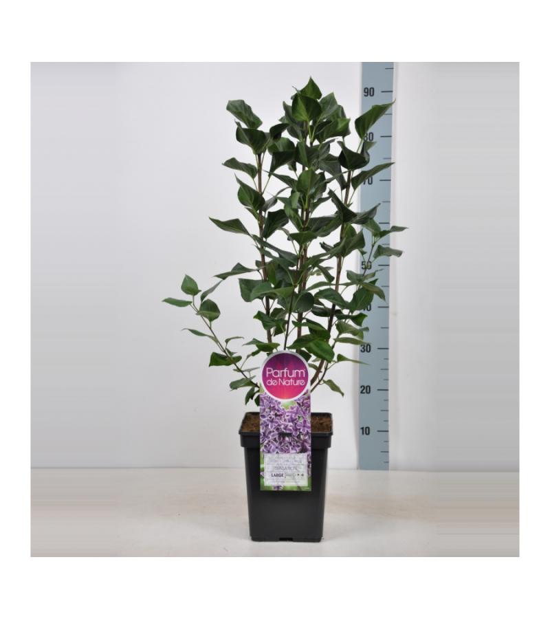 Sering (syringa vulgaris "Sensation")