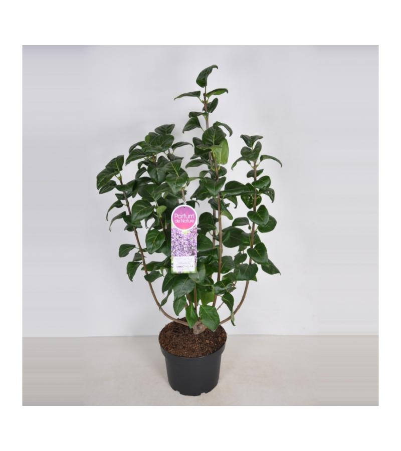 Sering (syringa vulgaris "Sensation")