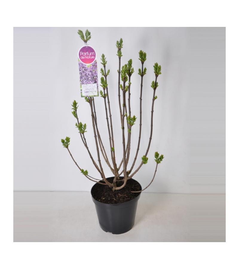 Sering (syringa vulgaris "Sensation")