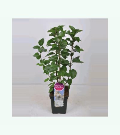 Sering (syringa vulgaris "Souv. d'Alice Harding") 