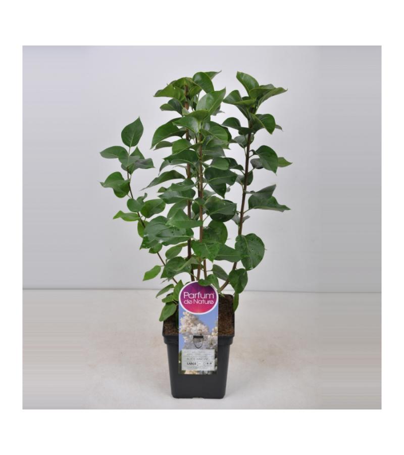 Sering (syringa vulgaris "Souv. d'Alice Harding") 