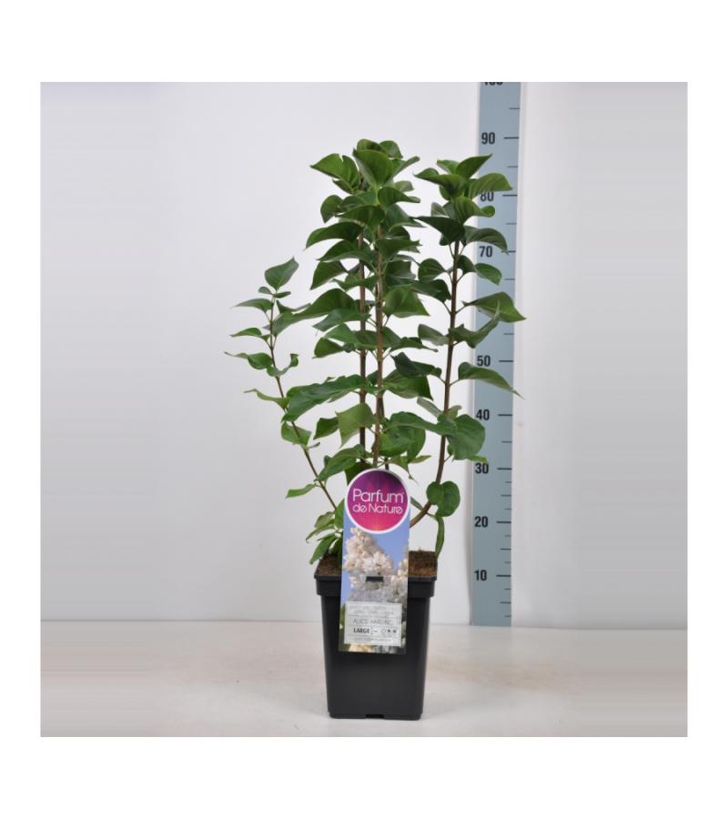 Sering (syringa vulgaris "Souv. d'Alice Harding") 