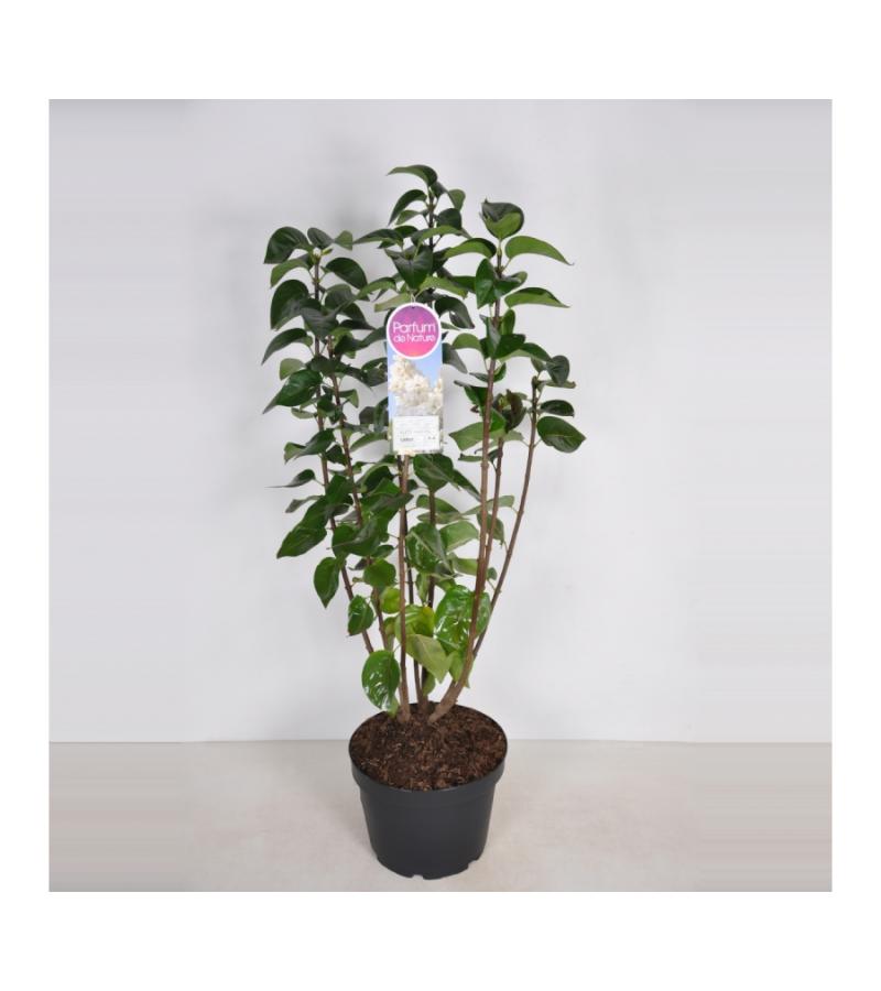 Sering (syringa vulgaris "Souv. d'Alice Harding") 