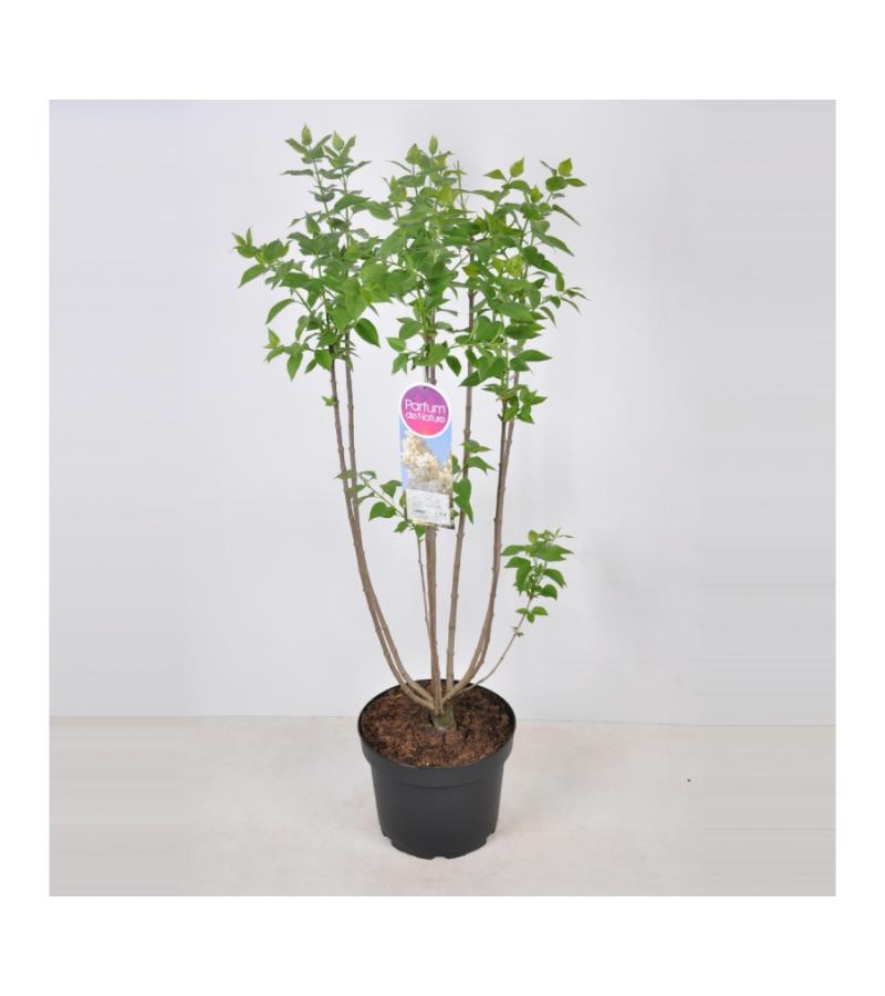 Sering (syringa vulgaris "Souv. d'Alice Harding") 