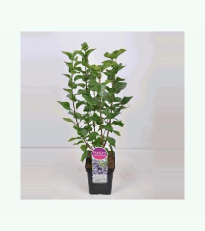 Sering (syringa vulgaris "Victor Lemoine") 