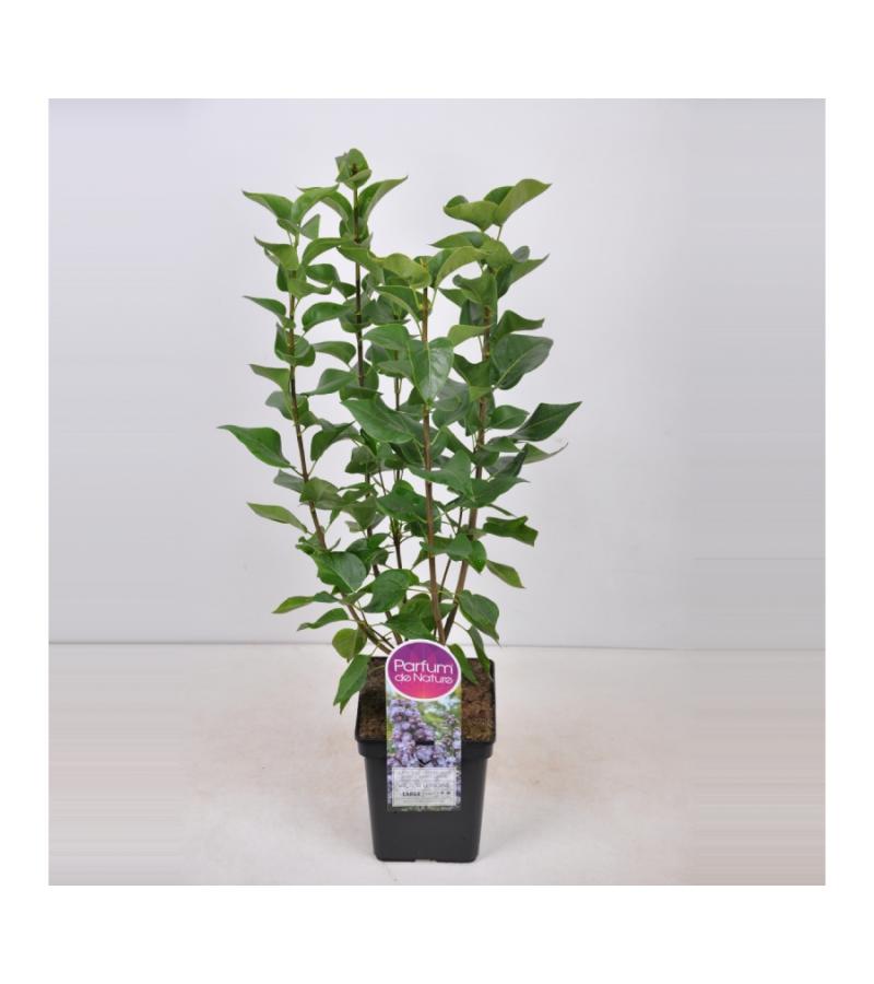 Sering (syringa vulgaris "Victor Lemoine") 