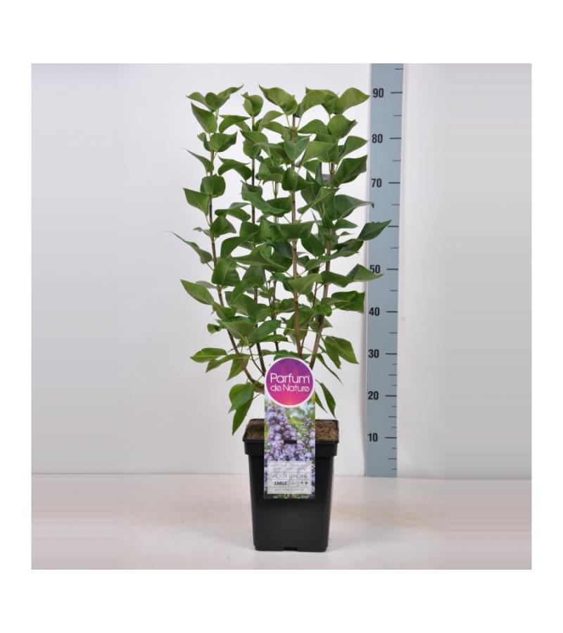 Sering (syringa vulgaris "Victor Lemoine") 