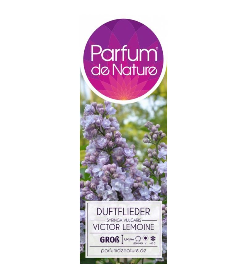 Sering (syringa vulgaris "Victor Lemoine") 