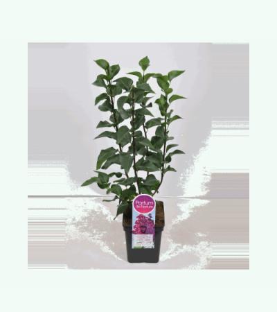 Sering (syringa vulgaris "Znamya Lenina") 