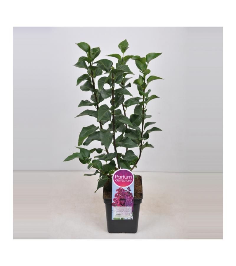 Sering (syringa vulgaris "Znamya Lenina") 