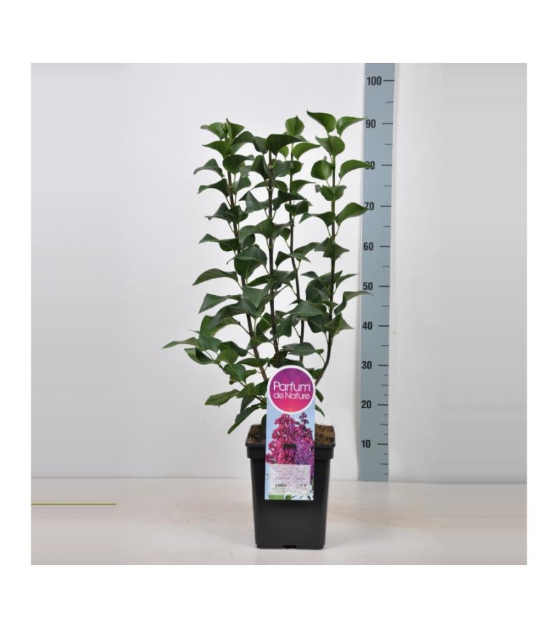 Sering (syringa vulgaris "Znamya Lenina") 