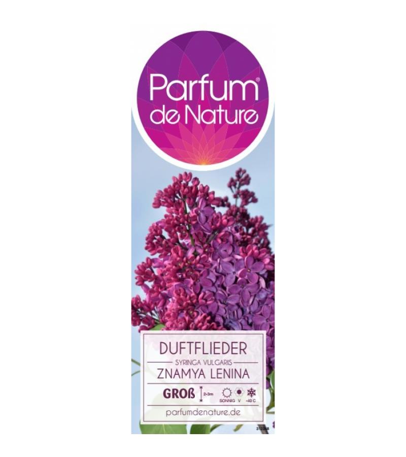 Sering (syringa vulgaris "Znamya Lenina") 