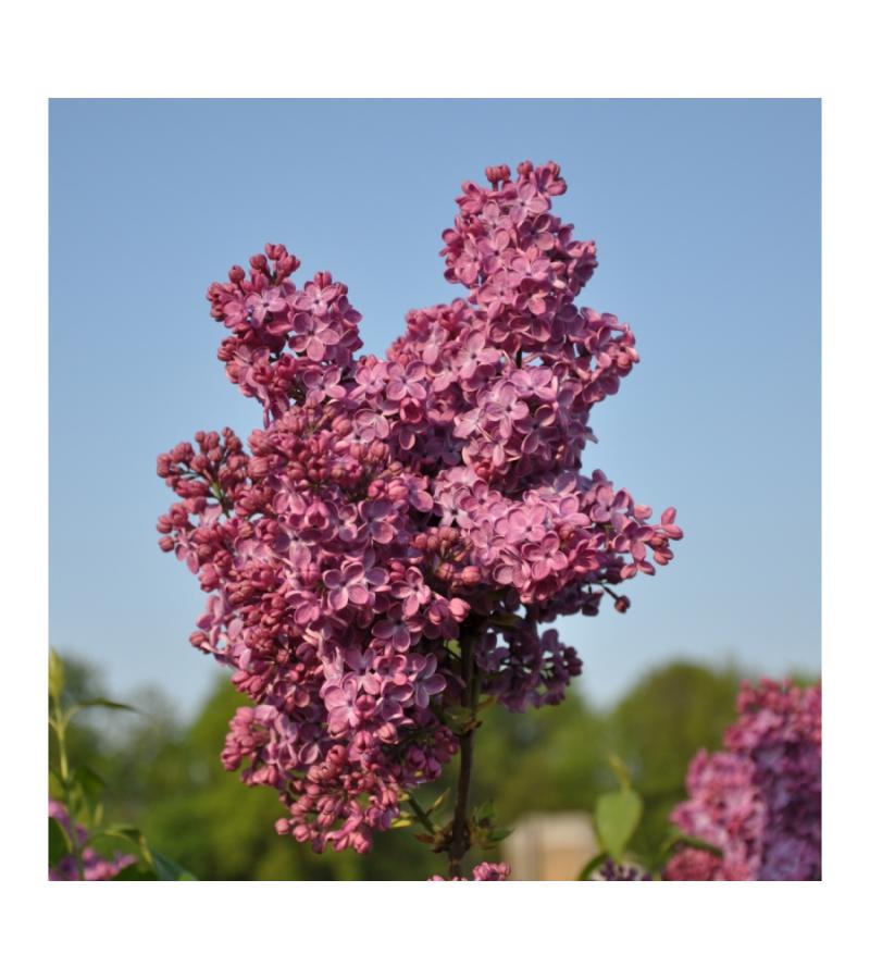 Sering (syringa vulgaris "Znamya Lenina") 