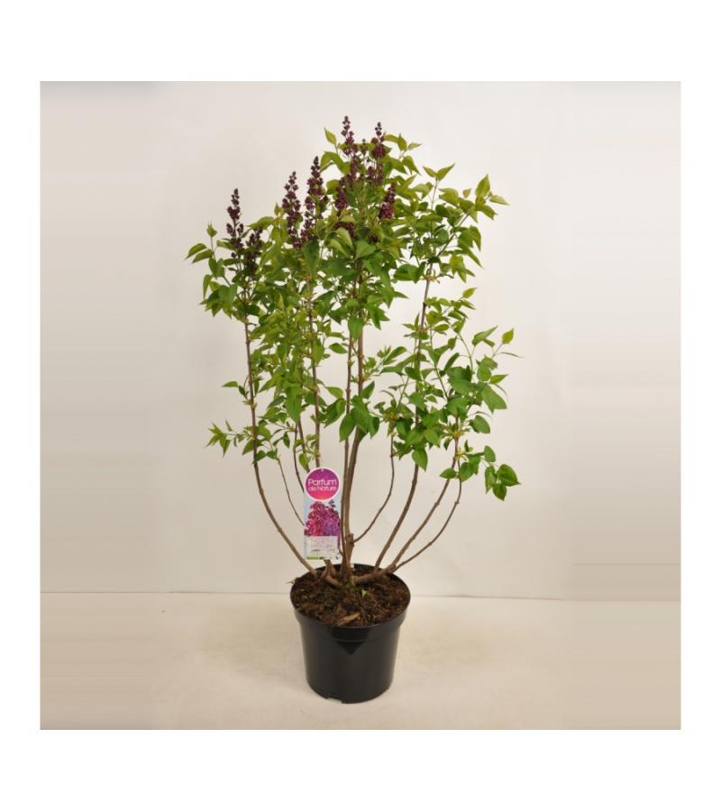 Sering (syringa vulgaris "Znamya Lenina") 