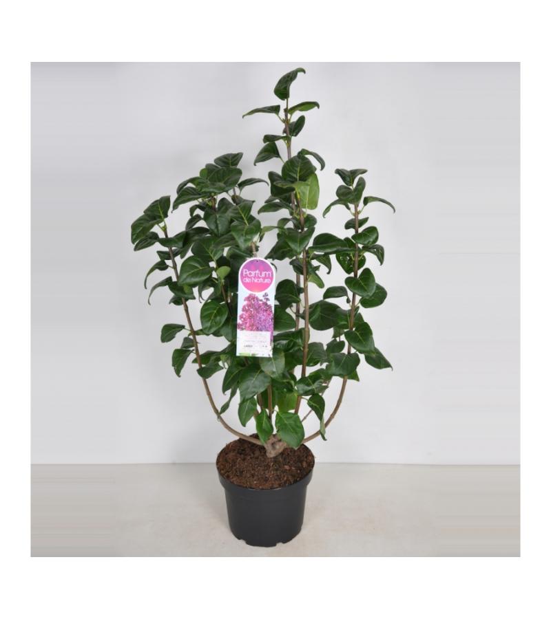 Sering (syringa vulgaris "Znamya Lenina") 