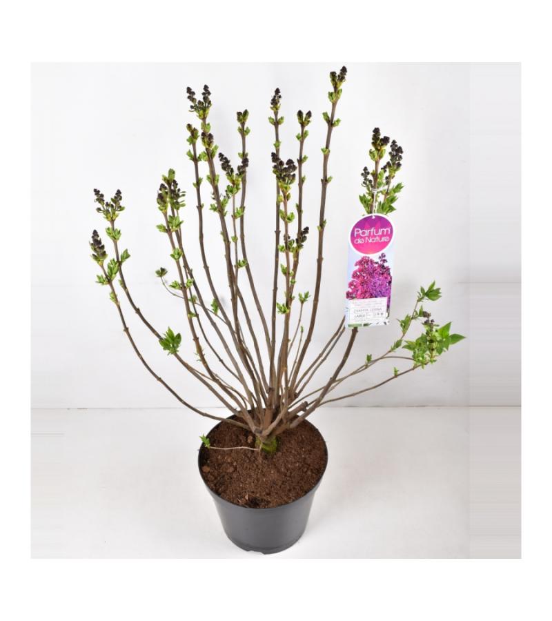 Sering (syringa vulgaris "Znamya Lenina") 