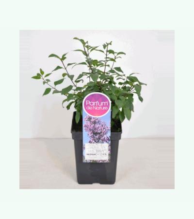 Sering (syringa chinensis "Lilac Sunday")