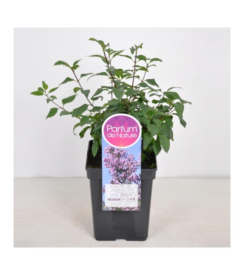 Sering (syringa chinensis "Lilac Sunday")