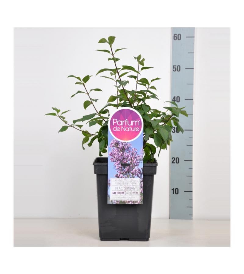 Sering (syringa chinensis "Lilac Sunday")