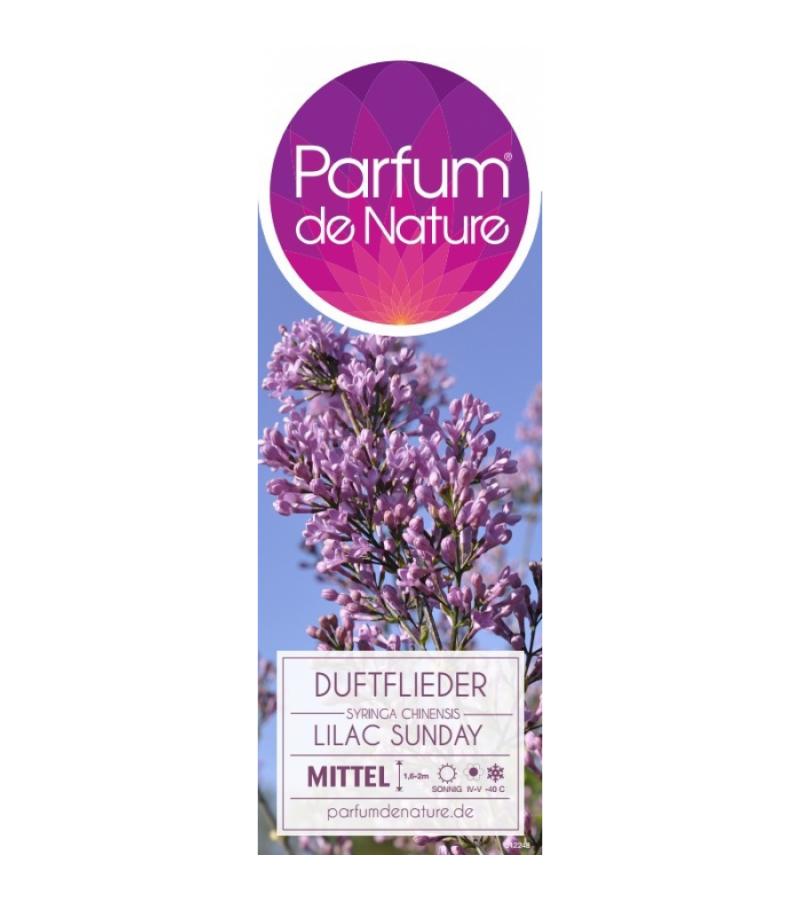 Sering (syringa chinensis "Lilac Sunday")