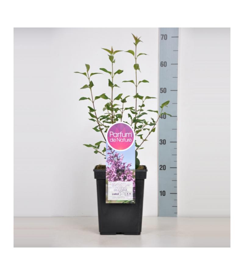 Sering (syringa chinensis "Saugeana") 