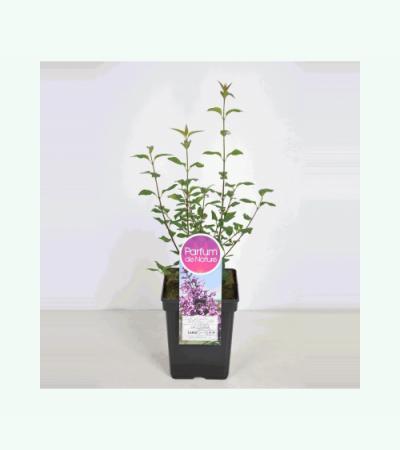 Sering (syringa chinensis "Saugeana") 